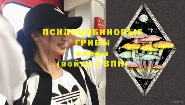 прущие грибы Дмитровск